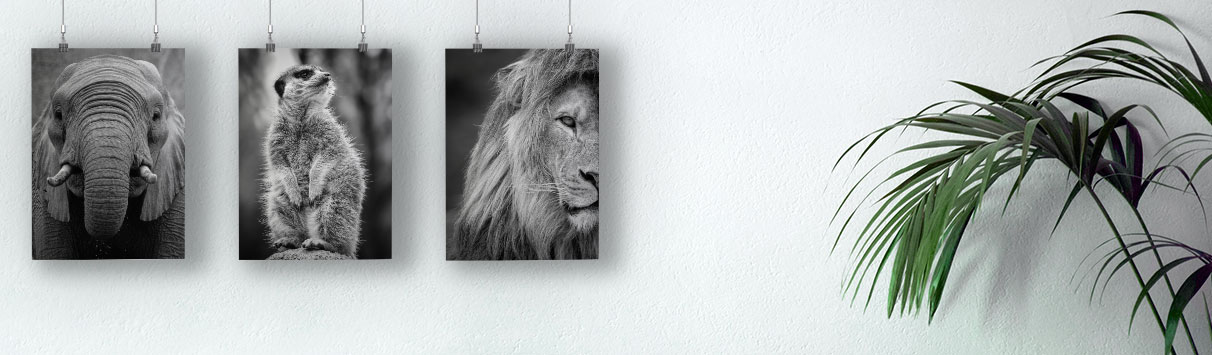 Poster mit mehreren Motiven drucken